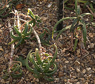 Aloe millotii