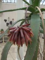 Aloe penduliflora