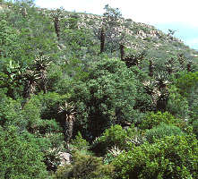 Aloe ferox