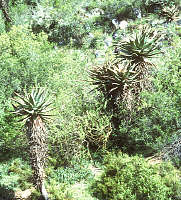 Aloe ferox