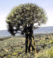 Aloe dichotoma