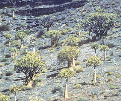 Aloe dichotoma