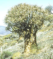 Aloe dichotoma