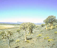 Aloe dichotoma