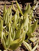 Aloe deltoideodonta