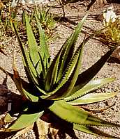 Aloe secundiflora