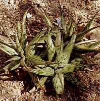 Aloe peckii