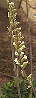 Haworthia congesta