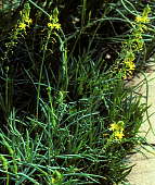 Bulbine frutescens