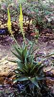 Bulbine latifolia