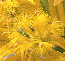 Bulbine latifolia stamens