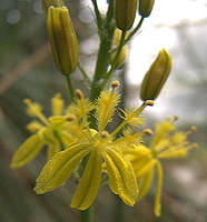 Bulbine frutescens stamens