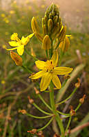 Bulbine semibarbata