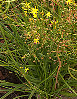 Bulbine semibarbata