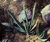 Gasteria pillansii