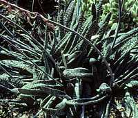 Gasteria verrucosa