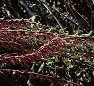 Gasteria verrucosa