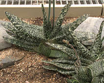 Gasteria pseudonigricans