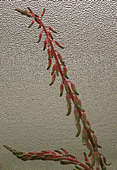 Gasteria pseudonigricans