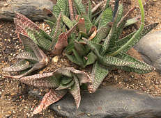 Gasteria carinata var. carinata