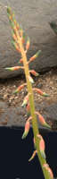 Gasteria carinata var. carinata flower