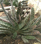 Gasteria dicta