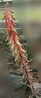 Gasteria dicta flower