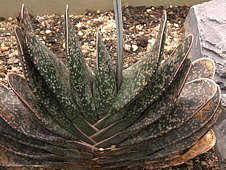 Gasteria brachyphylla var. brachyphylla