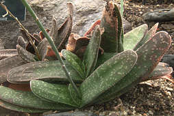 Gasteria multipunctata