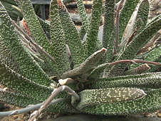 Gasteria carinata var. verrucosa