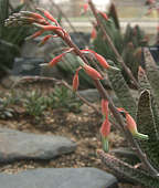 Gasteria carinata var. verrucosa