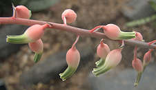 Gasteria bicolor var liliputiana flower