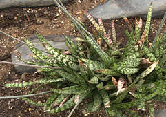 Gasteria bicolor var liliputiana