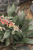 Gasteria disticha