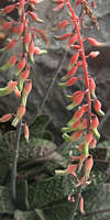 Gasteria disticha