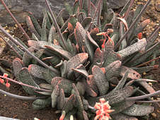 Gasteria baylissiana