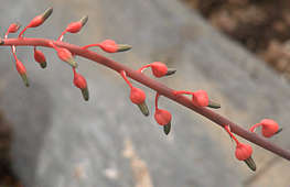 Gasteria baylissiana