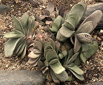 Gasteria nitida var. nitida