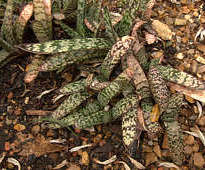 Gasteria bicolor var bicolor