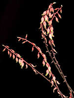 Gasteria liliputiana