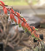 Gasteria nitida var. nitida flower