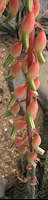 Gasteria pseudonigricans