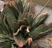 Gasteria bicolor var bicolor