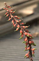 Gasteria brachyphylla var. brachyphylla