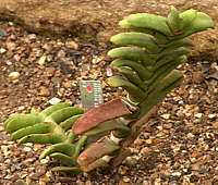 Gasteria rawlinsonii