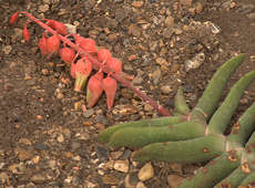 Gasteria rawlinsonii