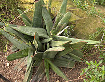 Gasteria acinacifolia