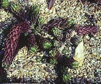 Haworthia coarctata