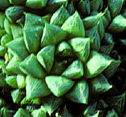 Haworthia cuspidata