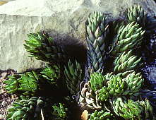 Haworthia greenii